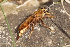 Attēlu rezultāti vaicājumam “Asilus crabroniformis”