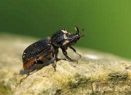 Attēlu rezultāti vaicājumam “Sinodendron cylindricum male”