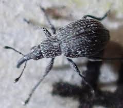 Attēlu rezultāti vaicājumam “Apionidae”