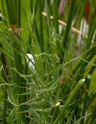 Attēlu rezultāti vaicājumam “Stellaria palustris leaf”