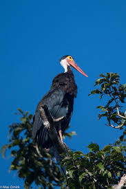 Attēlu rezultāti vaicājumam “Ciconiiformes”
