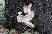 Attēlu rezultāti vaicājumam “Heterobasidion parviporum”