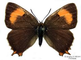 Attēlu rezultāti vaicājumam “Thecla betulae female”