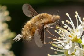 Attēlu rezultāti vaicājumam “Bombyliidae”