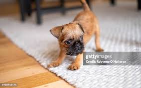 Image result for brüsseler giffon