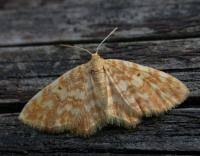 Attēlu rezultāti vaicājumam “Hydrelia flammeolaria”