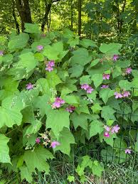 Attēlu rezultāti vaicājumam “Rubus plicatus flower”