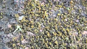 Attēlu rezultāti vaicājumam “Nostoc pruniforme cells”