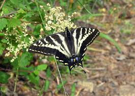 Attēlu rezultāti vaicājumam “Papilionidae”