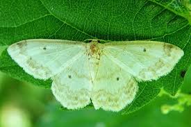 Attēlu rezultāti vaicājumam “Idaea biselata”