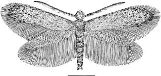 Attēlu rezultāti vaicājumam “Tischeria complanella larva”