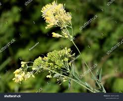 Attēlu rezultāti vaicājumam “Thalictrum lucidum flower”