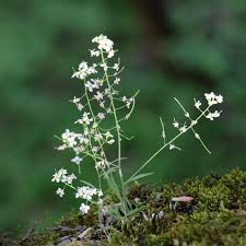 Attēlu rezultāti vaicājumam “Cardaminopsis arenosa leaf”