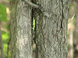 Attēlu rezultāti vaicājumam “Crataegus x macrocarpa”