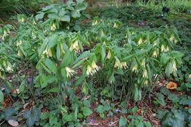 Attēlu rezultāti vaicājumam “Uvularia grandiflora”