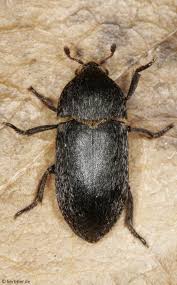 Attēlu rezultāti vaicājumam “Dermestes murinus”