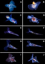 Attēlu rezultāti vaicājumam “Pteropsida”