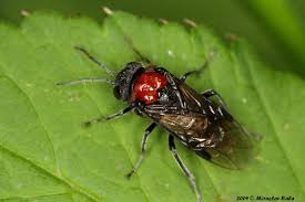 Attēlu rezultāti vaicājumam “Eriocampa ovata”