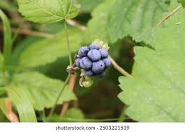 Attēlu rezultāti vaicājumam “Rubus caesius fruit”