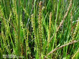 Attēlu rezultāti vaicājumam “Juncaginaceae”
