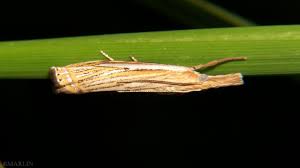 Attēlu rezultāti vaicājumam “Crambus”