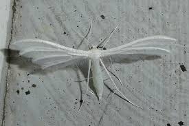 Attēlu rezultāti vaicājumam “Pterophorus pentadactyla”