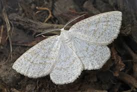 Attēlu rezultāti vaicājumam “Cabera exanthemata male”