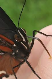 Attēlu rezultāti vaicājumam “Limenitis camilla underside”