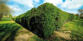 Image result for South Woodford Bowling Club