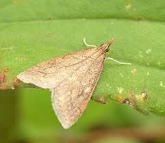 Attēlu rezultāti vaicājumam “Pyralididae”