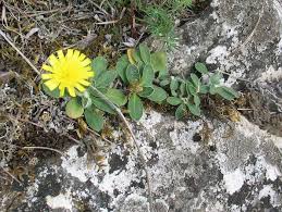 Attēlu rezultāti vaicājumam “Pilosella officinarum bud”