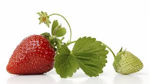 Attēlu rezultāti vaicājumam “Fragaria viridis fruit”