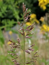 Attēlu rezultāti vaicājumam “Poa compressa”