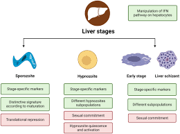 Attēlu rezultāti vaicājumam “Enteridium variabile plasmodium”