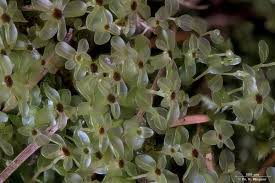 Attēlu rezultāti vaicājumam “Rhizomnium punctatum”