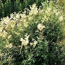 Image result for Filipendula ulmaria