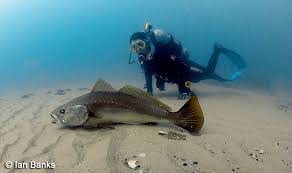 Image result for Argyrosomus japonicus