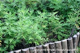 Attēlu rezultāti vaicājumam “Artemisia vulgaris leaf”
