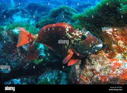 Image result for Sparisoma amplum