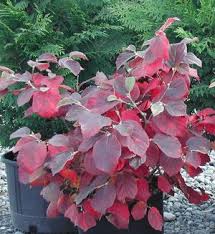 Attēlu rezultāti vaicājumam “Fothergilla major”