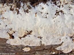 Attēlu rezultāti vaicājumam “Perenniporia medulla-panis”