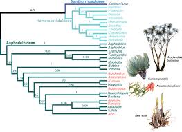 Attēlu rezultāti vaicājumam “Xanthorrhoeaceae”