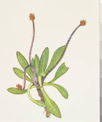 Attēlu rezultāti vaicājumam “Plantaginaceae”