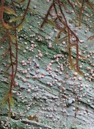 Attēlu rezultāti vaicājumam “Icmadophila ericetorum”