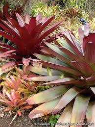 Attēlu rezultāti vaicājumam “Arcyria imperialis stalked”