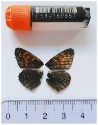 Attēlu rezultāti vaicājumam “Melitaea diamina underside”