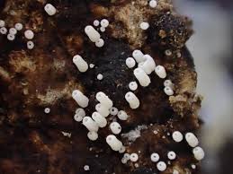 Attēlu rezultāti vaicājumam “Henningsomyces candidus”