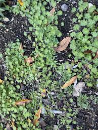 Attēlu rezultāti vaicājumam “Geranium pusillum leaf”