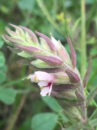 Attēlu rezultāti vaicājumam “Odontites vulgaris fruit”