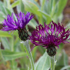 Attēlu rezultāti vaicājumam “Centaurea”